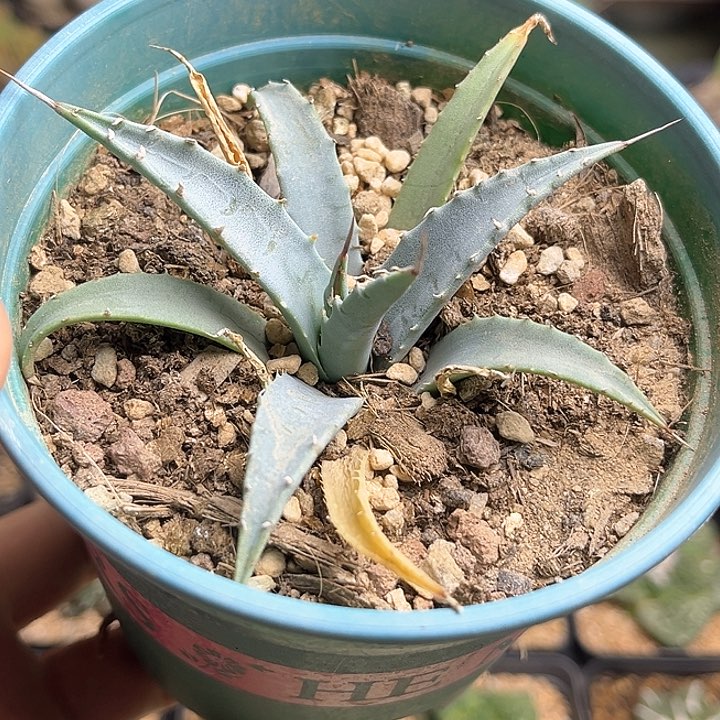 Eb妖严实生龙舌兰