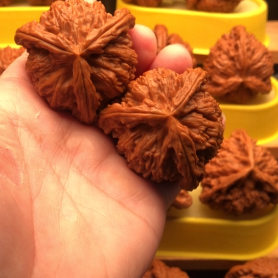 核桃核桃核桃核桃核桃