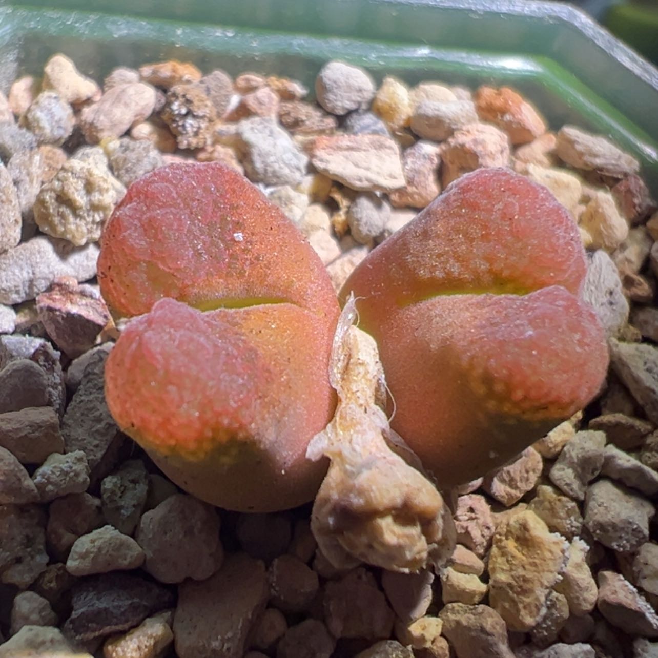 【闪购商品】日大红