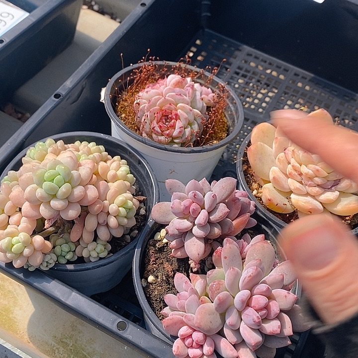 169 多肉植物盆栽花卉植物