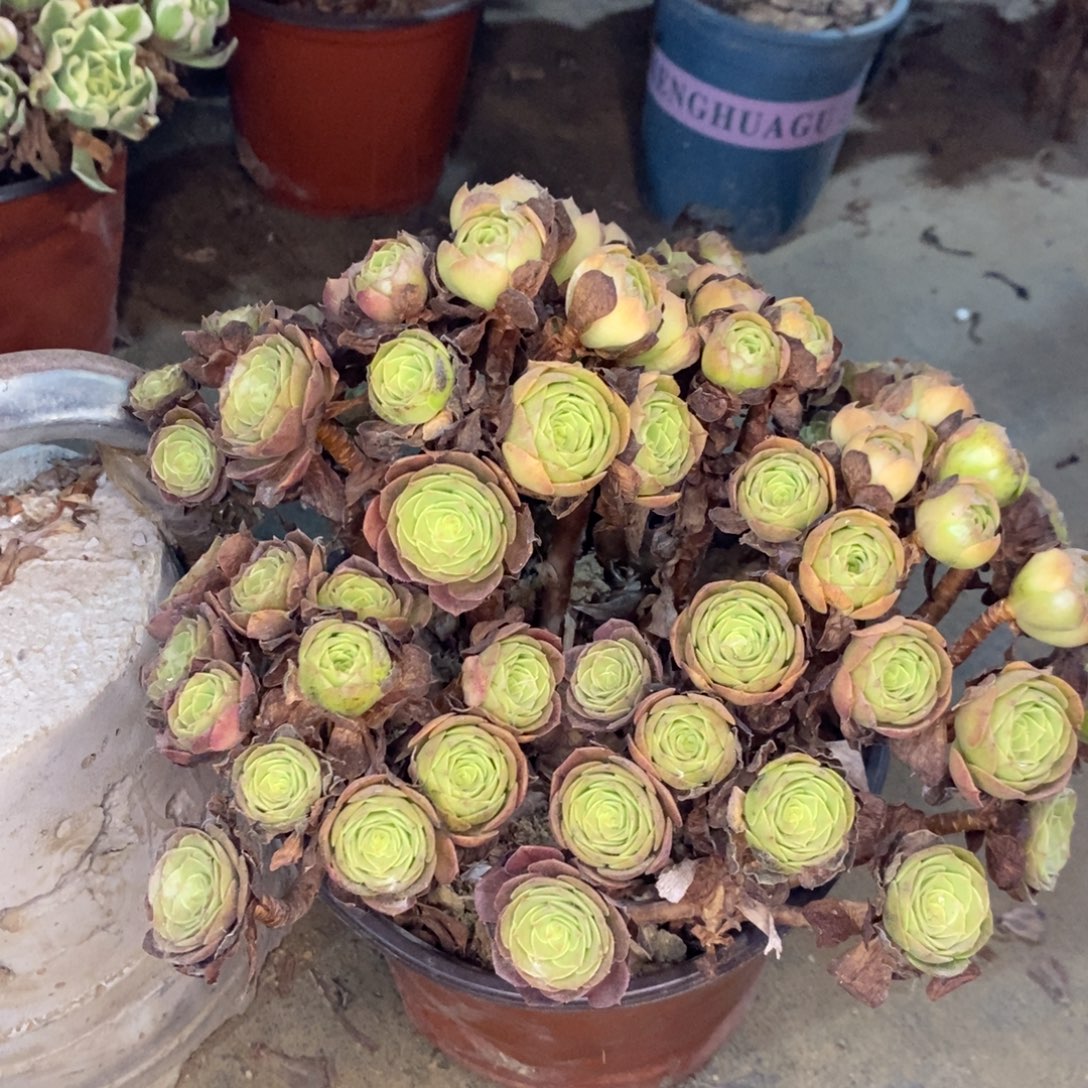 万圣节多肉植物044