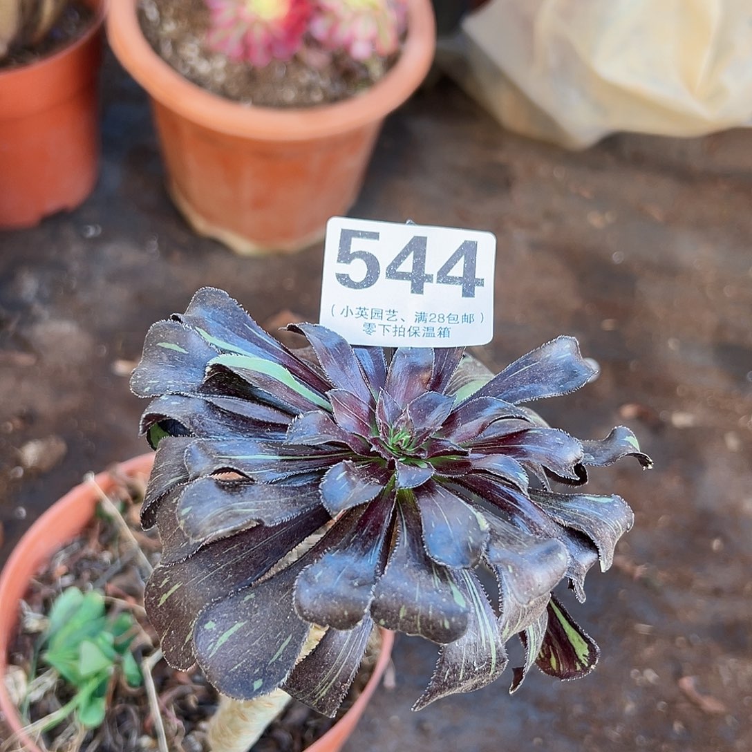 魔法师544多肉植物多肉植物