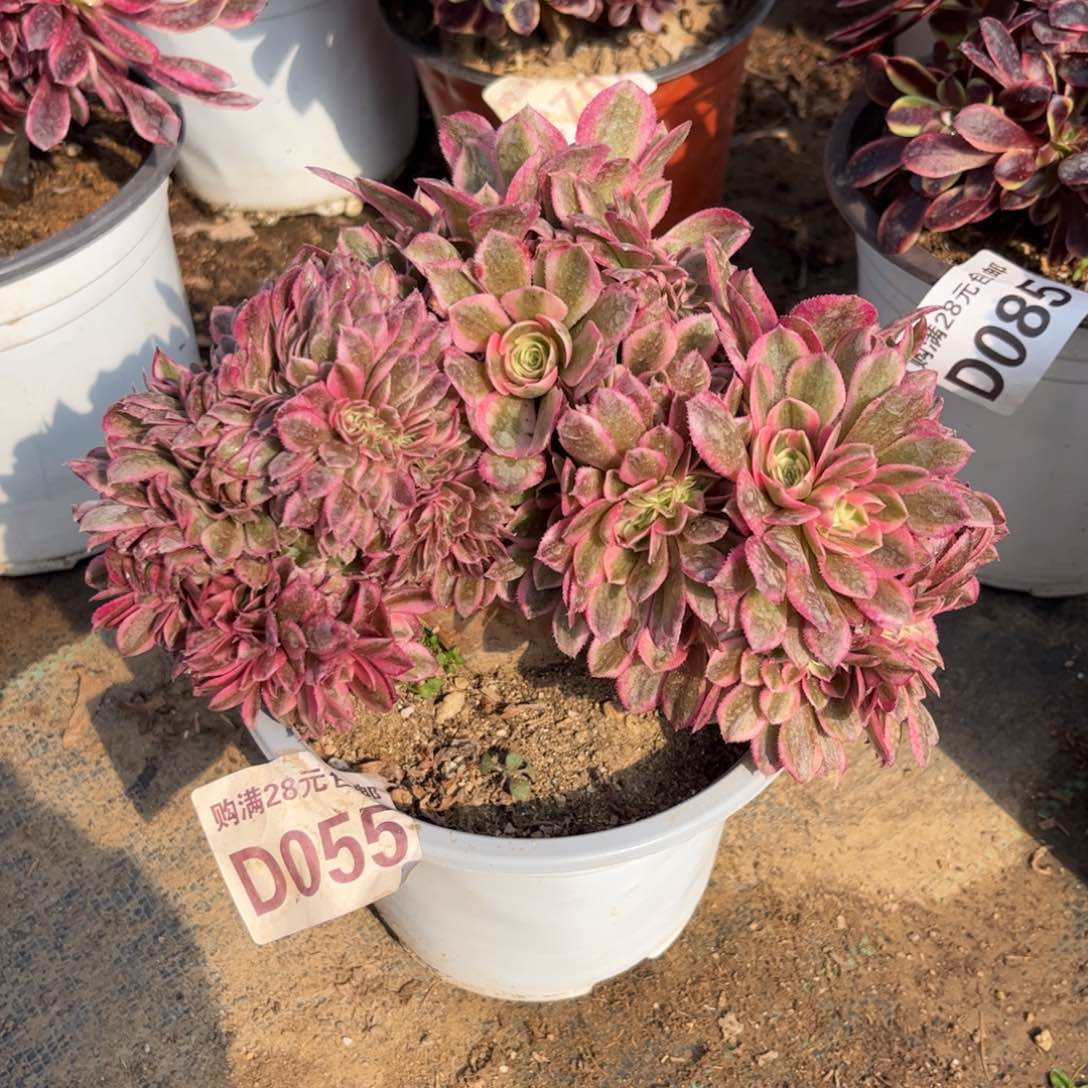 055多肉植物倾城缀化