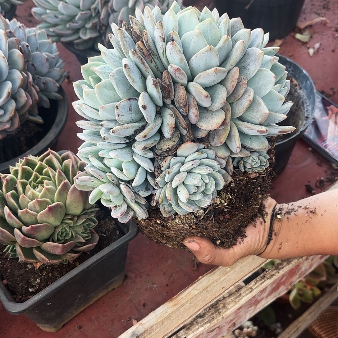 这个多肉植物群身沉默路多少号447号