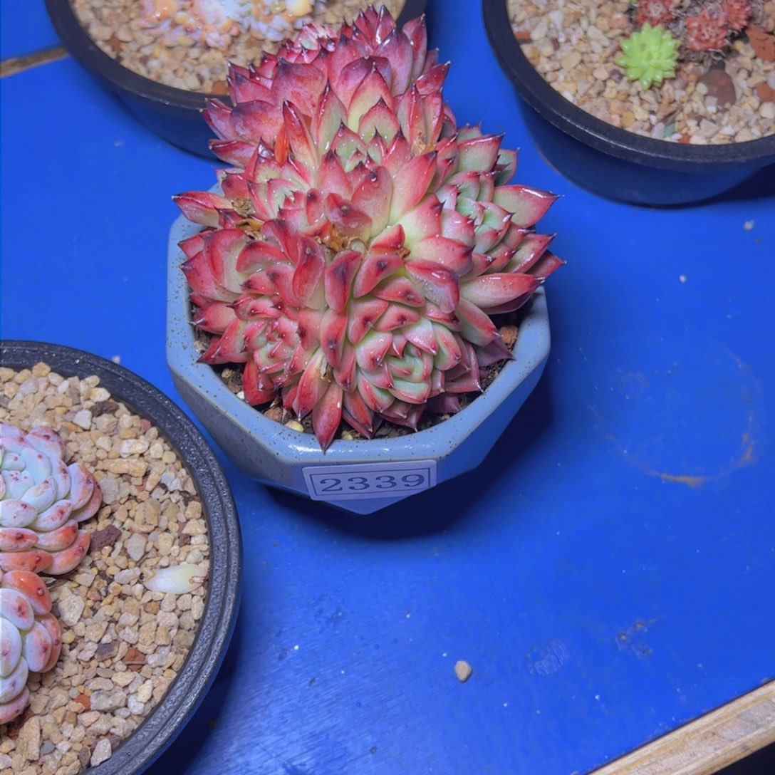 我**我篝火2339多肉植物