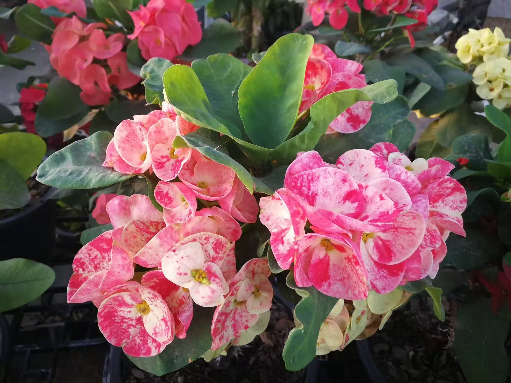 泰国大花虎刺梅 自由领主 嫁接苗 图一母本图