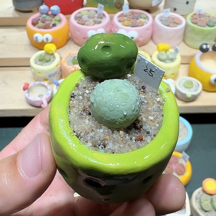 红陶蘑菇440鸽子蛋