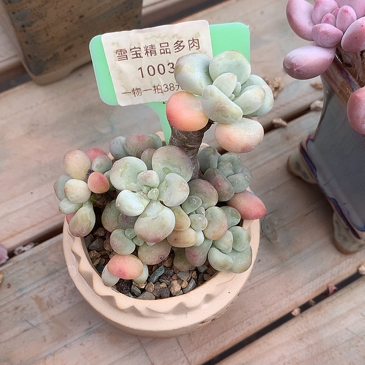 10031i女咯偶魔芋小雨