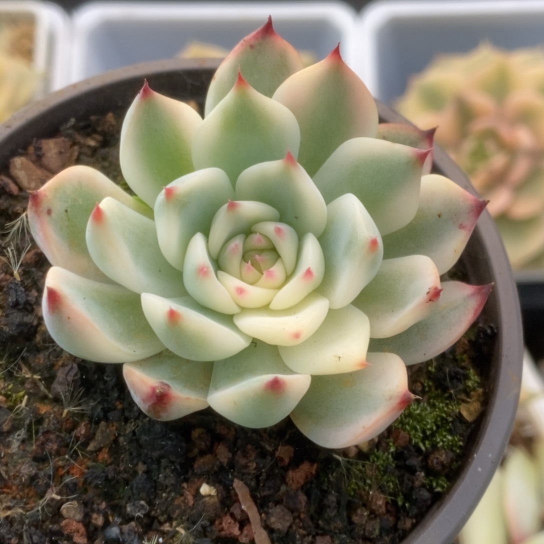 096锦锦锦锦锦锦锦锦