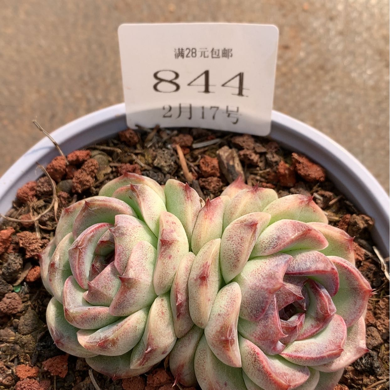 【闪购商品】云844号