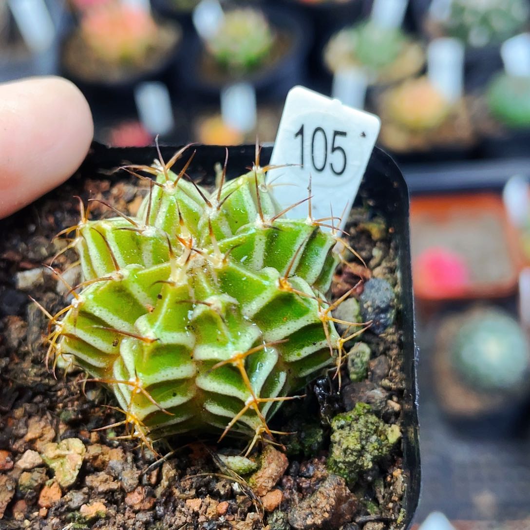 非偏远地区满25包邮仙人球