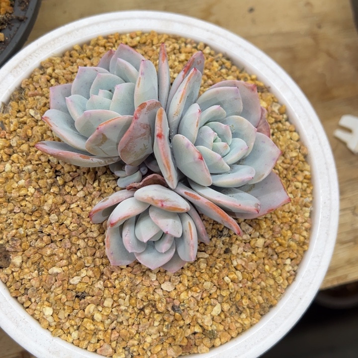 奶茶 老桩 夏鸣园艺