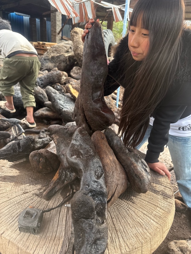 民间使用风化木漂流木