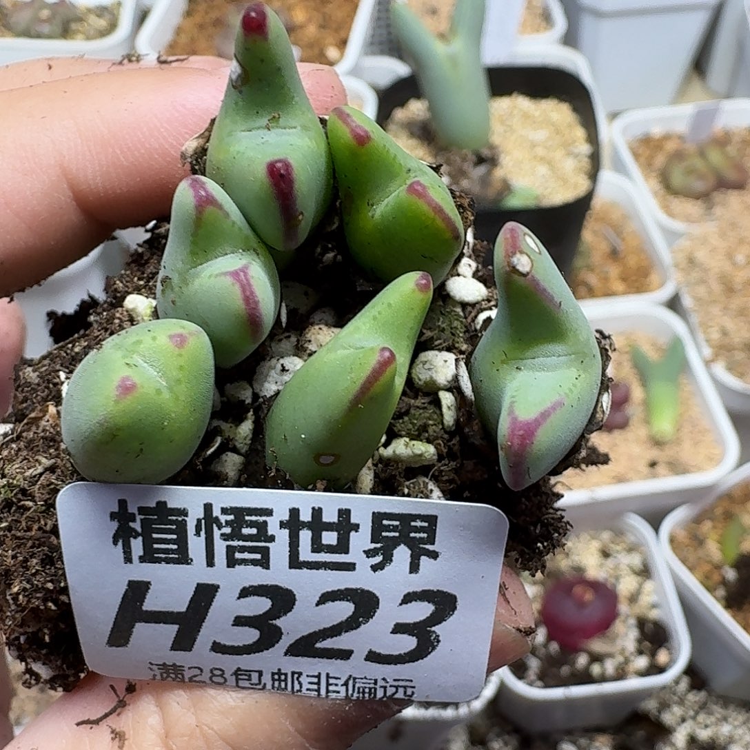 多肉植物的润泽的润泽ff