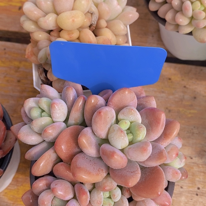 多肉植物，开心多肉