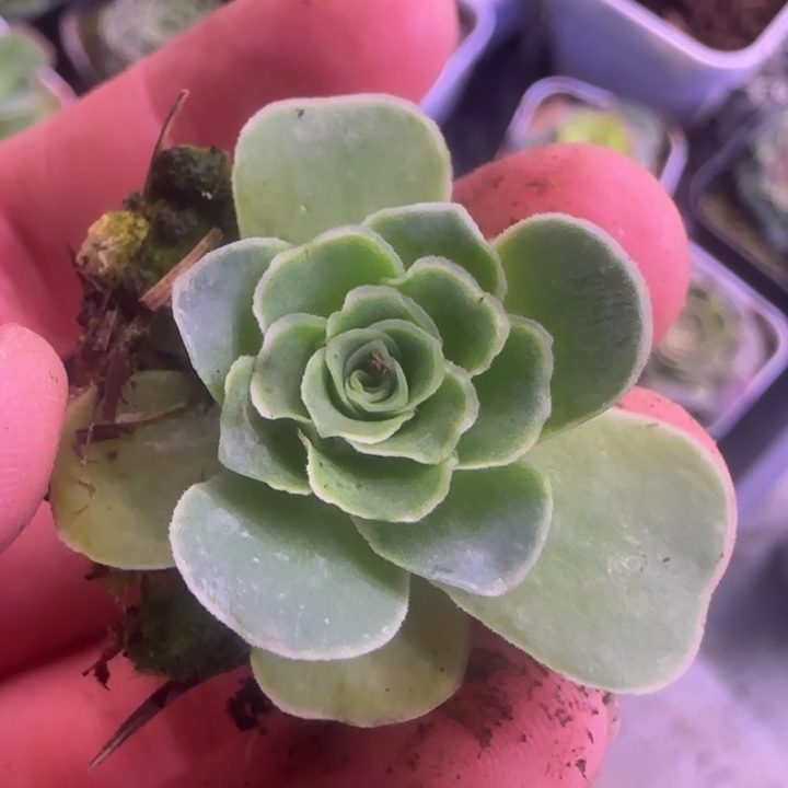 福利158558558555888899888866