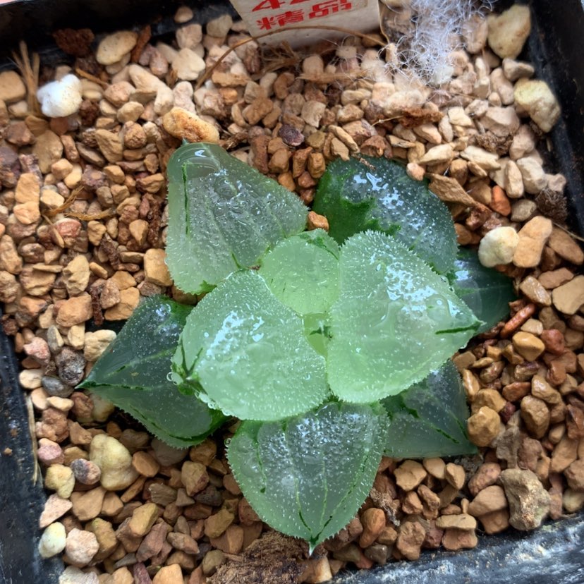 【闪购商品】424冰鸾玉