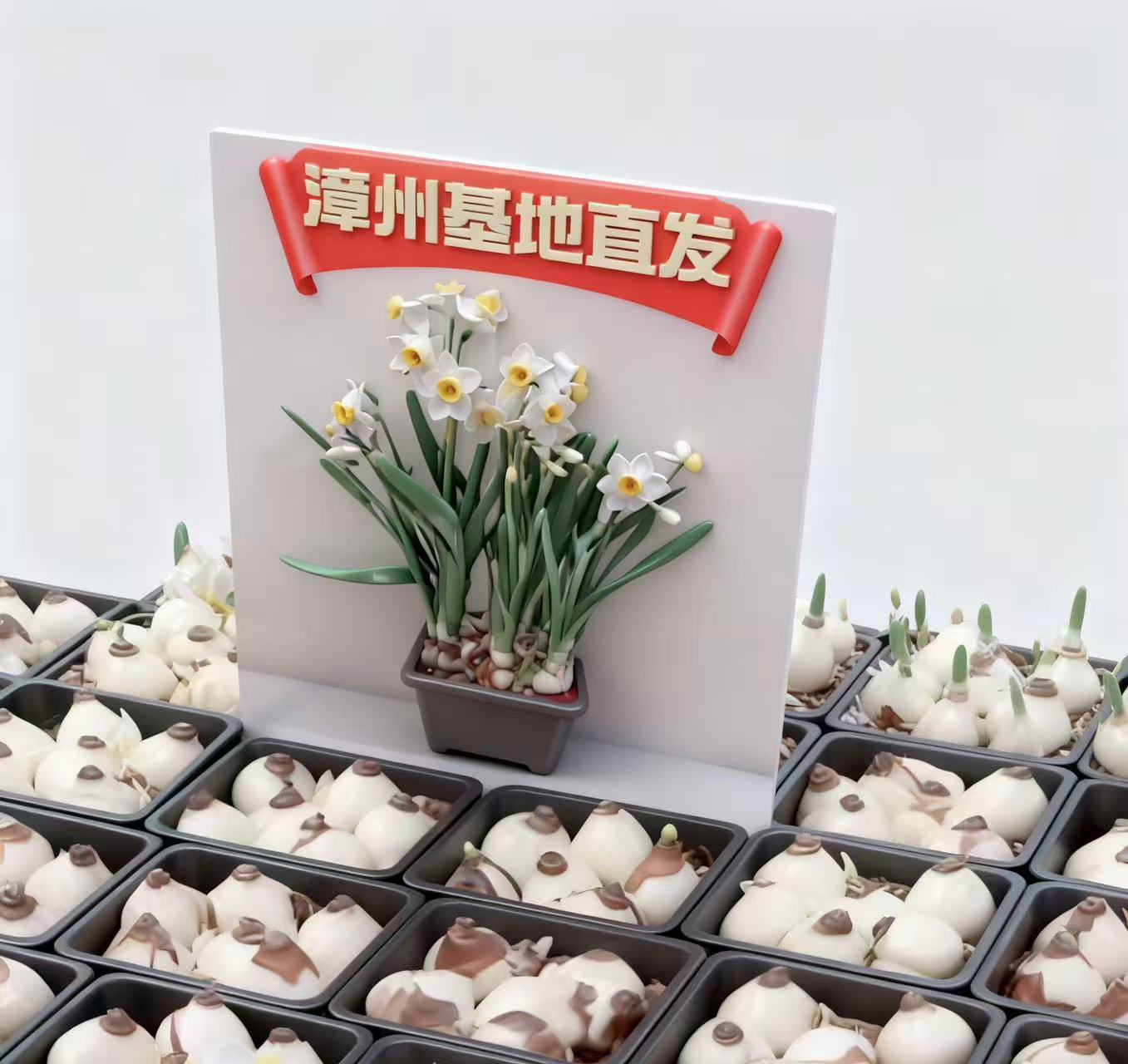 水仙花土培开花室内好养易活浓香型