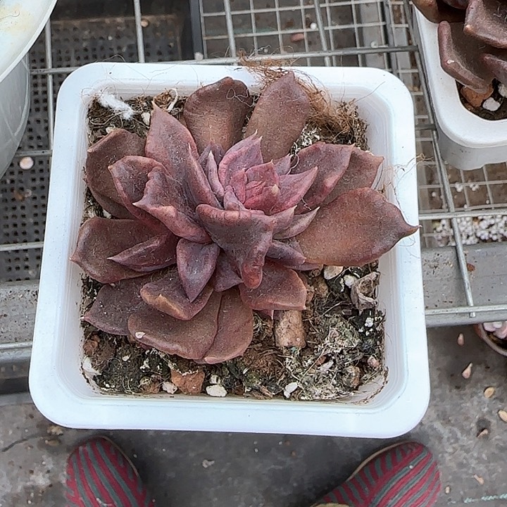 青蛙王子儿童牙膏111