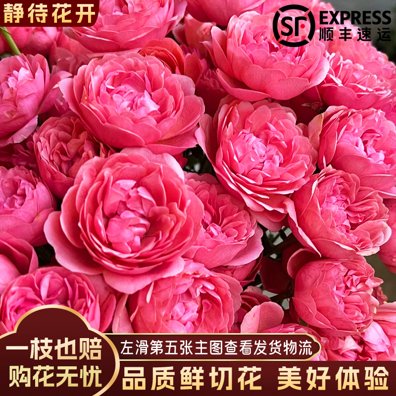 【静待花开】桃红果汁-A级多头玫瑰云南鲜切花斗南花卉基地顺丰包邮