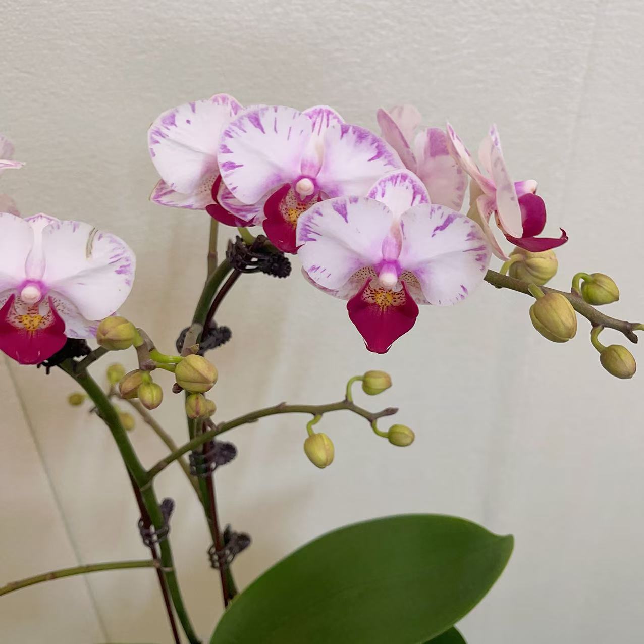 蝴蝶兰【白闪电】单花剑  名贵品种 花卉绿植   广州基地直发