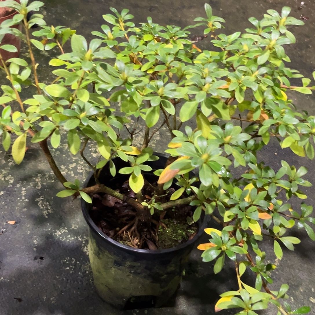 明***有完全开放樱绒杜鹃