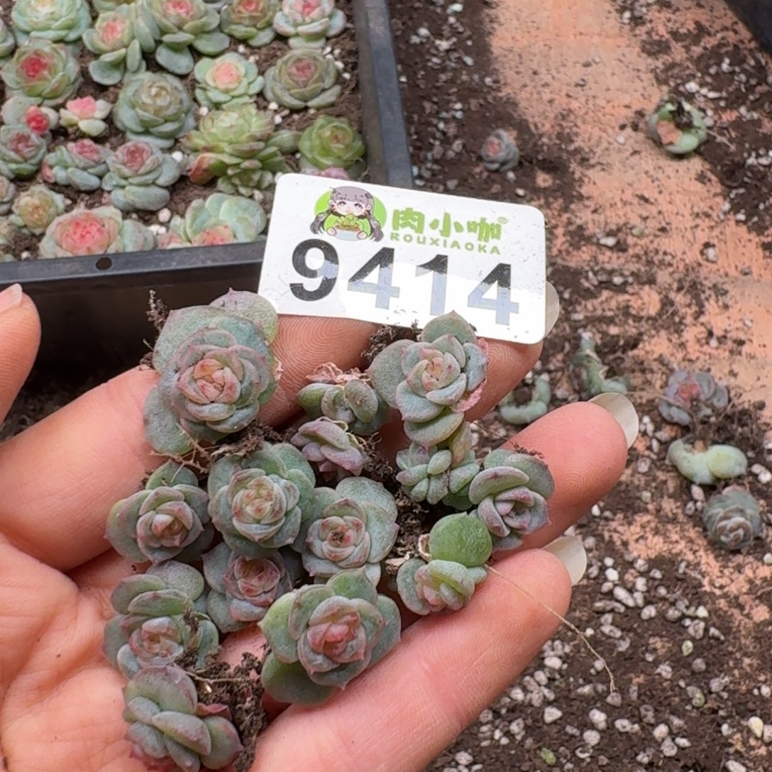 柒***默多肉植物多肉植物