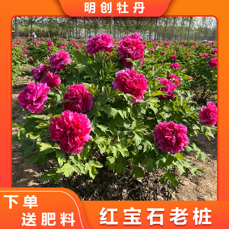 【红宝石老桩】精品红色系老桩牡丹树秋季土球发货花卉