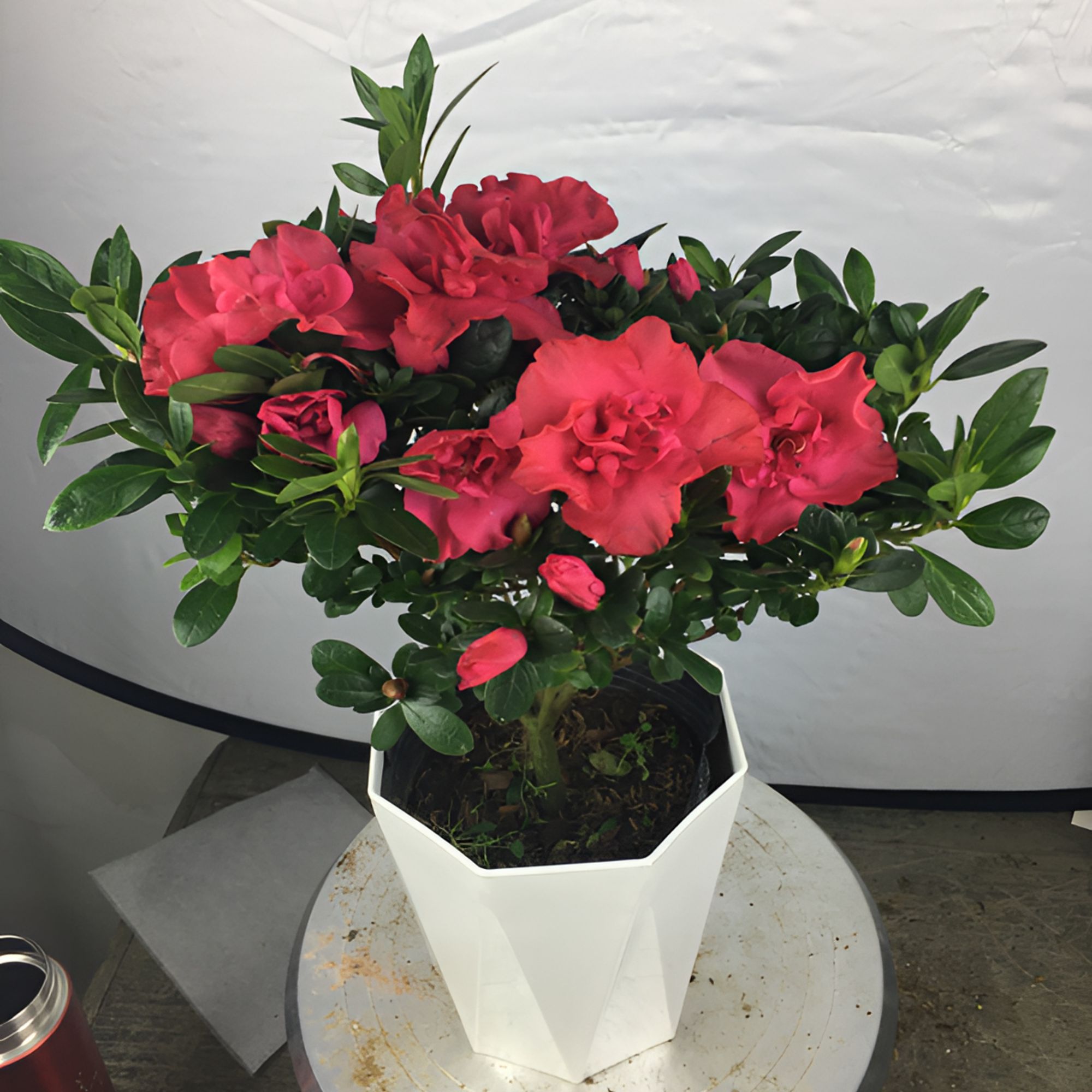 西洋杜鹃花盆栽玫红色绿植庭院阳台花卉四季开花好养带花苞带盆