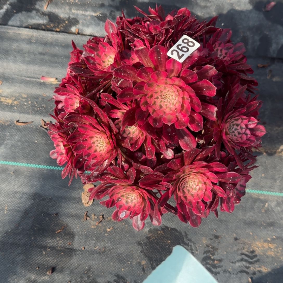 春***多268大红白多肉植物