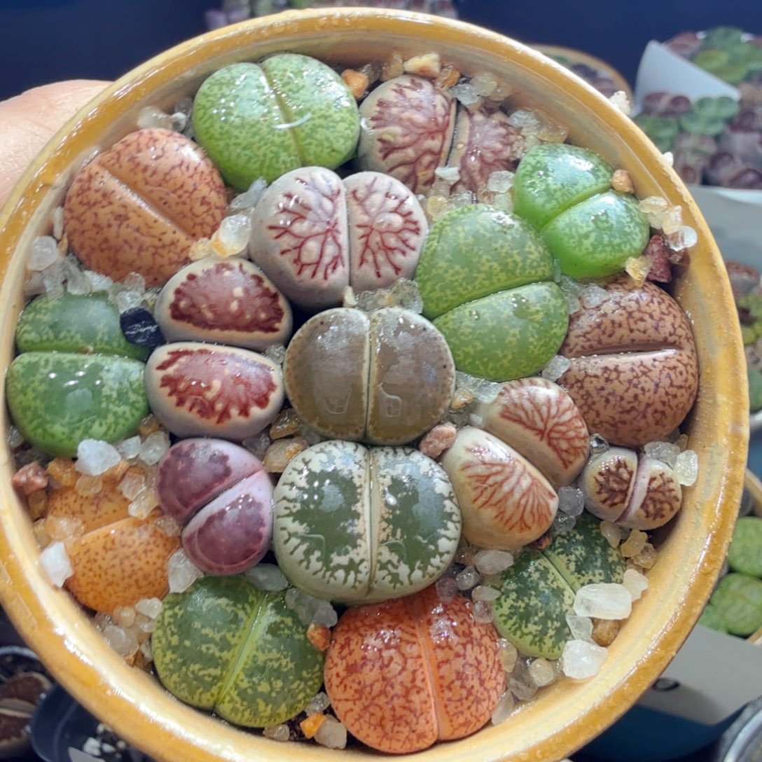 带盆带土一物一拍福利913