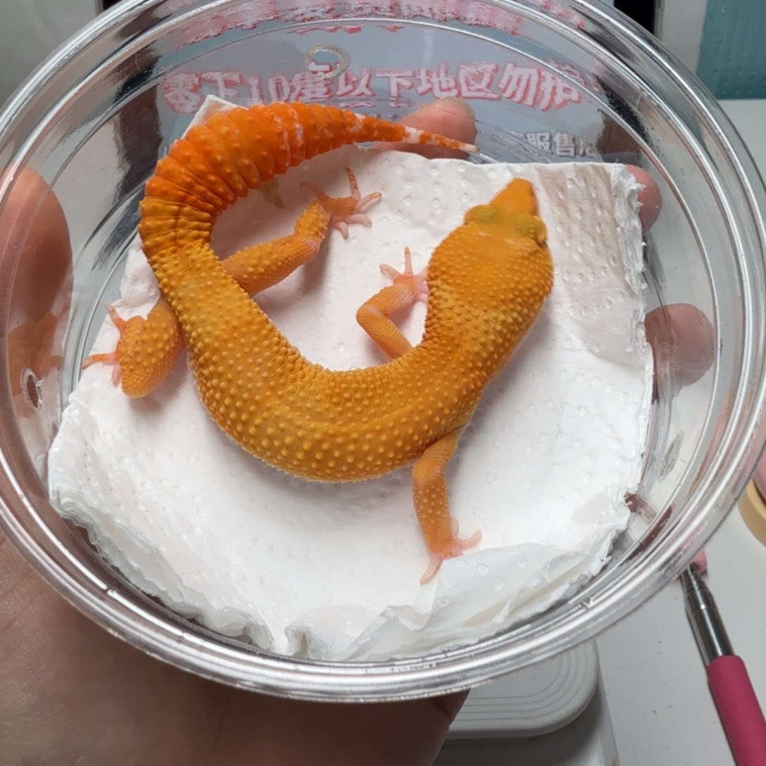 豹纹守宫阳光妹妹