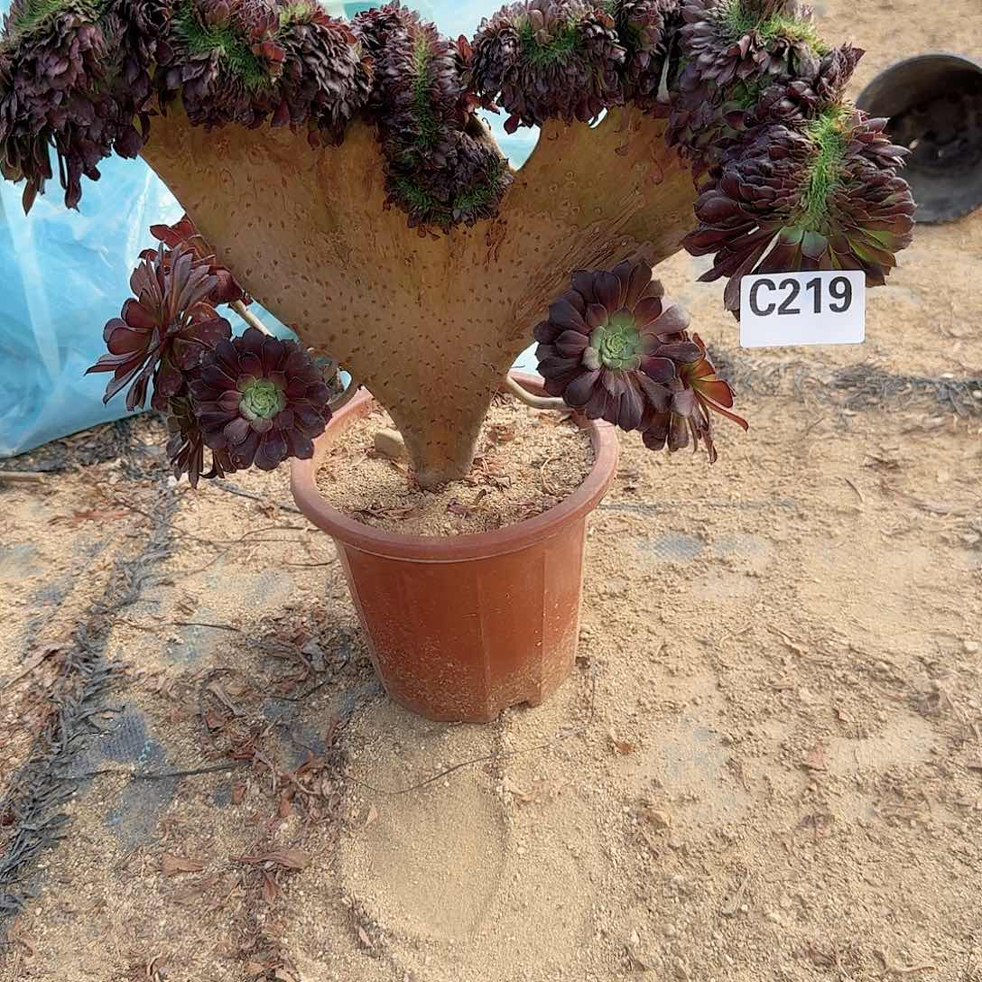 219铜壶微瑕一颗