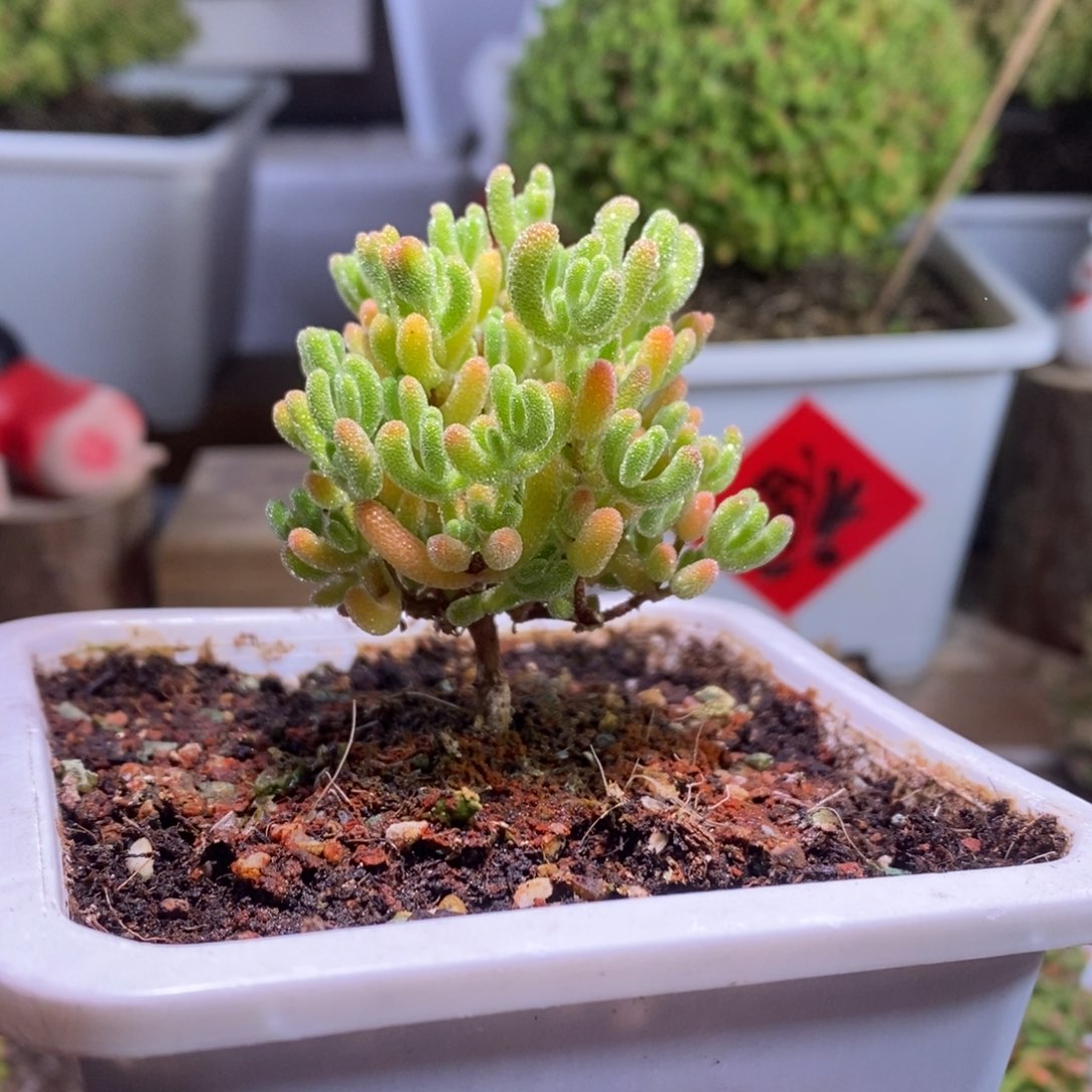 橙叶杂带盆土发货一物一拍