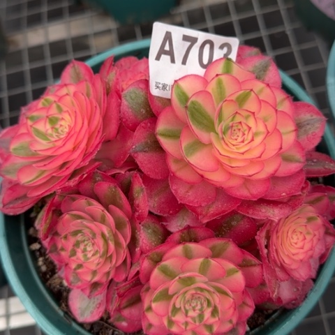 703倾城朵朵16厘米左右