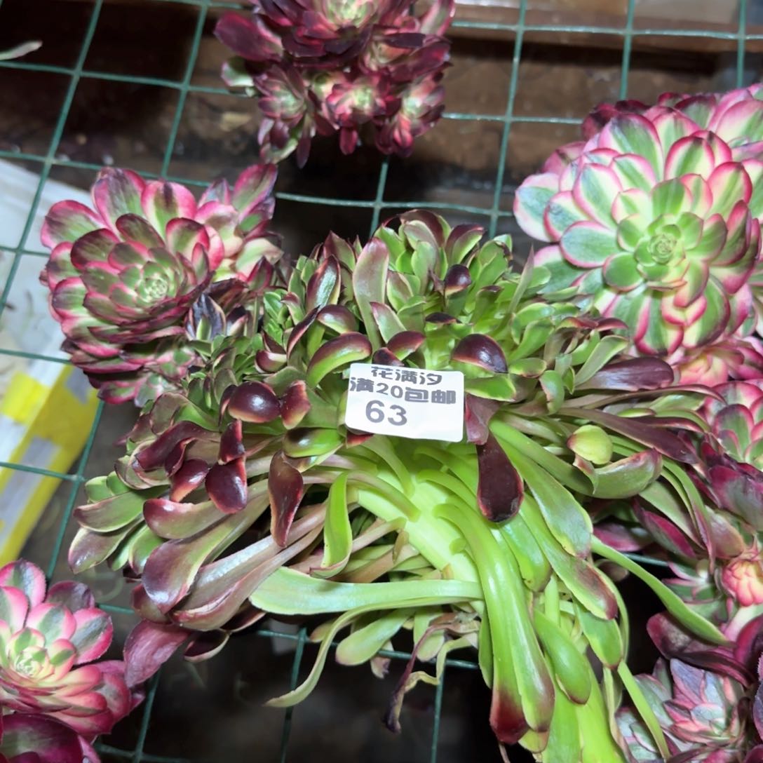 欧嘉莉多肉植物缀化63