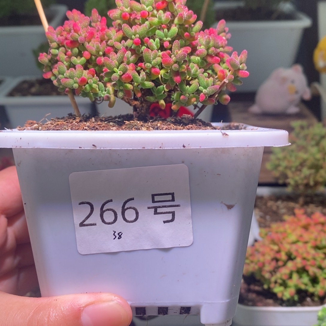 蜜橘带盆土发货一物一拍