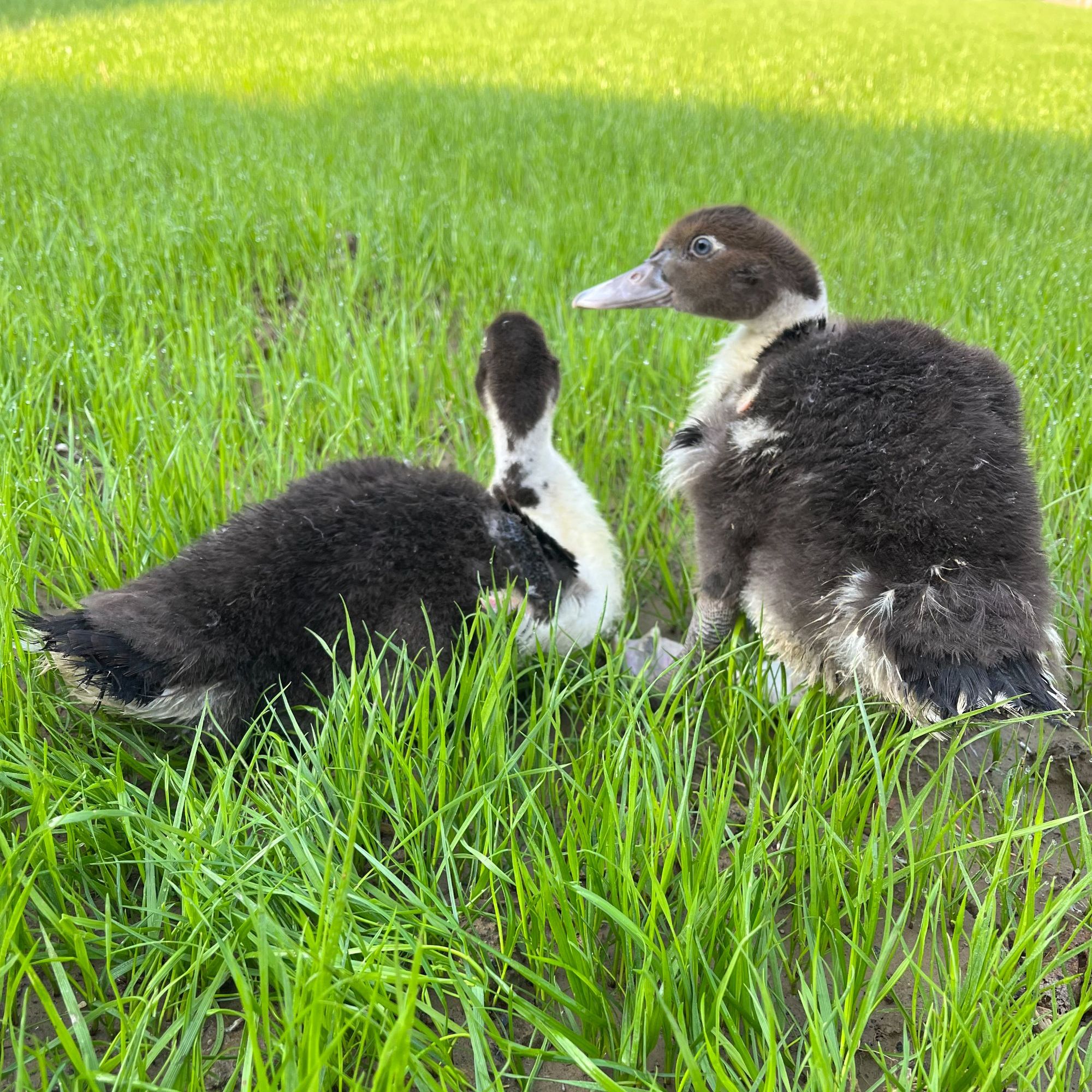 宠物鸭螺纹鸭可爱黏人庭院观赏鸭体态优美番小鸭