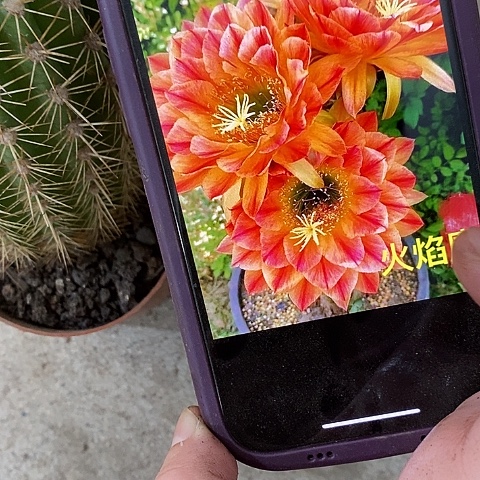 火焰魔术仙人球，257890