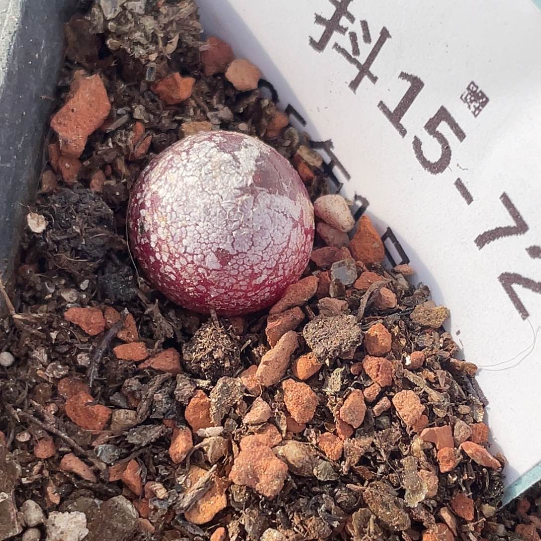 15-72灯泡多肉植物