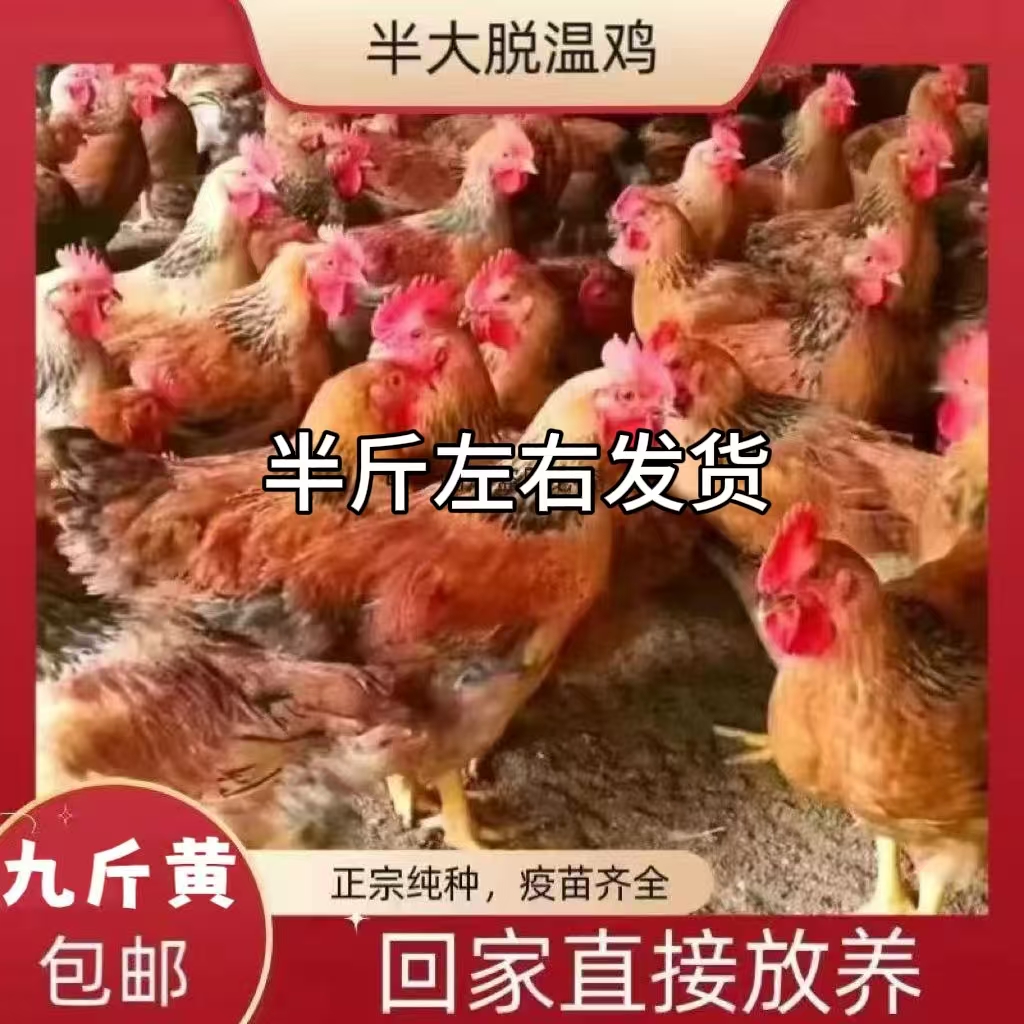 宠物鸡土鸡【顺丰包邮】到手11只