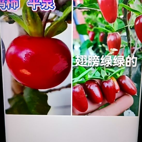 无花朵寿星加平泉扦插苗