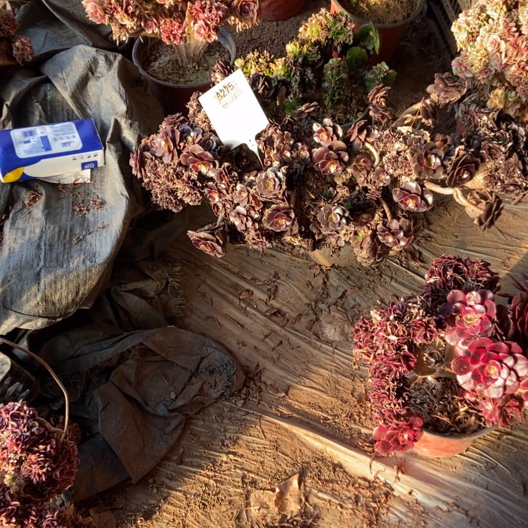 音***爱B275欧紫干伤处理赠品