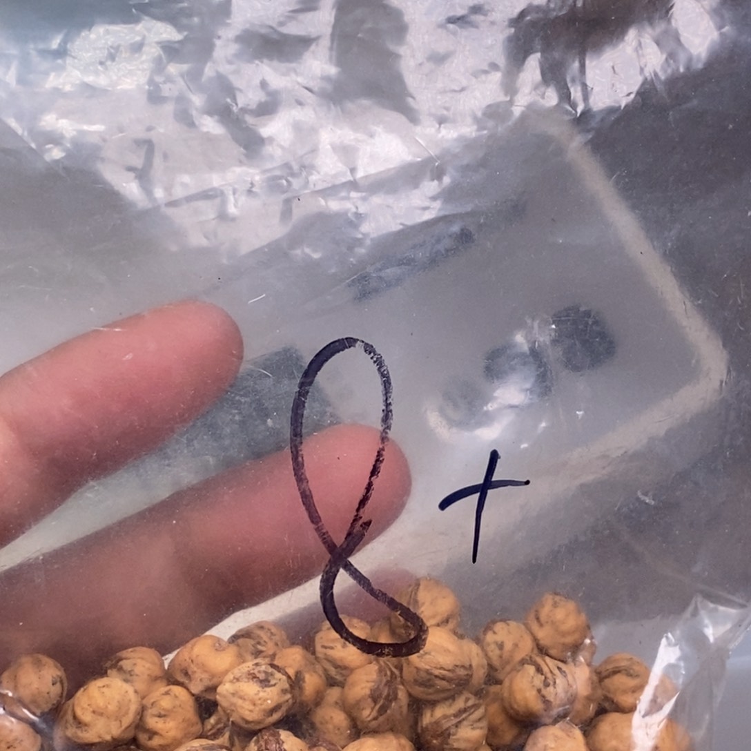柏香籽/百香籽吊坠老**了