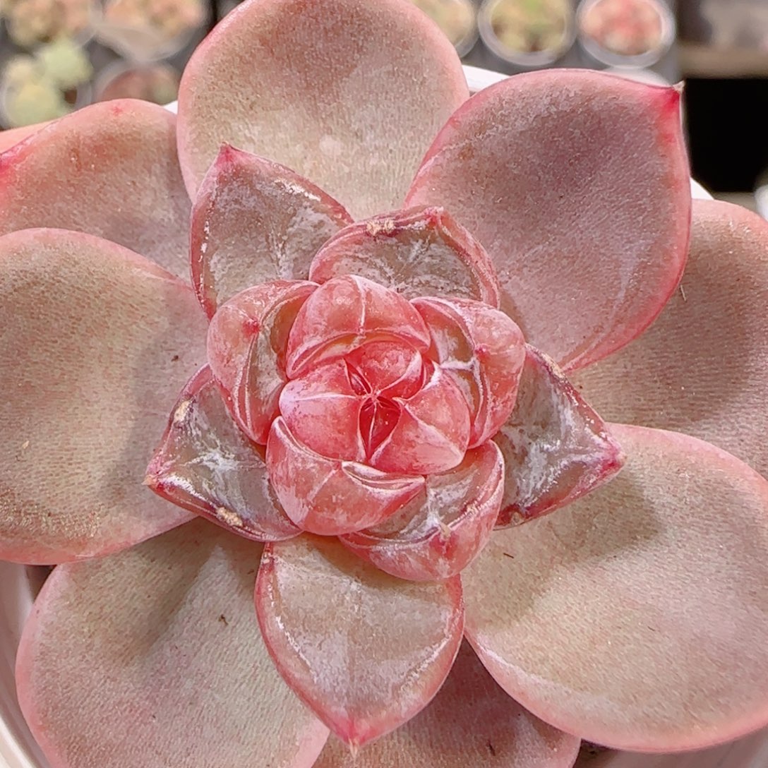 花语多肉1201-274溏心