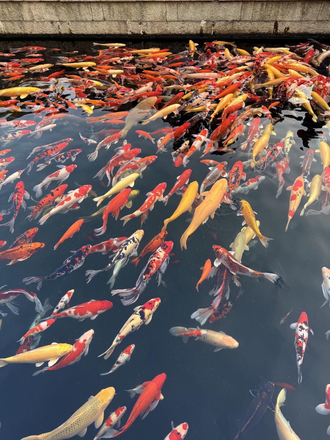 （蓝牌）101-200锦鲤观赏鱼渔场直发包邮包损2厘米-25厘米混搭