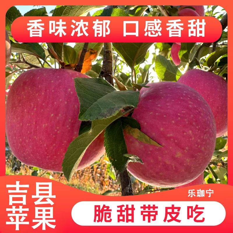 吉县苹果红富士正宗壶口苹果整箱大果水果产地直发当季新鲜水果