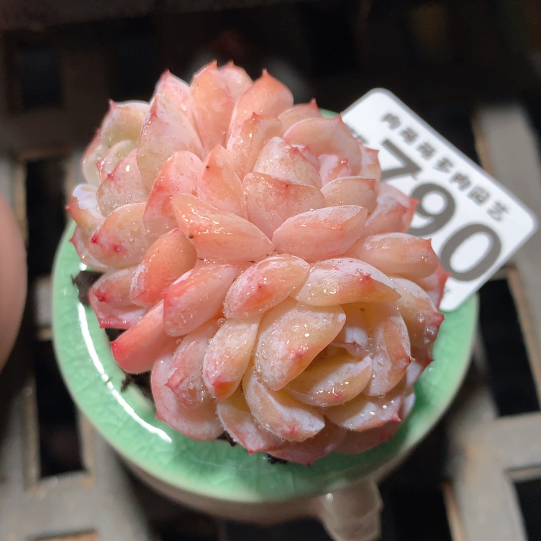 5CM拇指盆精控多肉ZE790