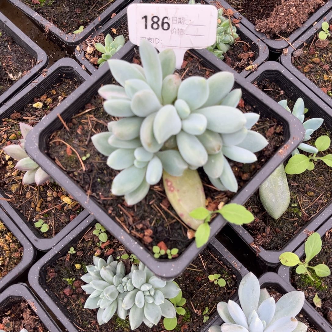 胖体哥特多肉植物186