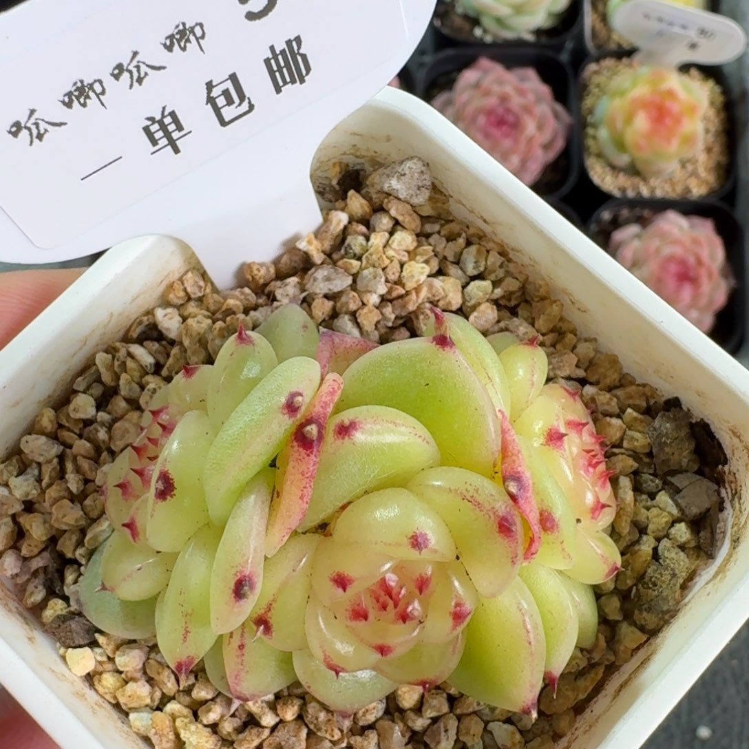 053-宝拉珍妮群一颗